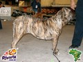 In Memorian - Fila Brasileiro Tigrado - Canil Singular - Manhoza